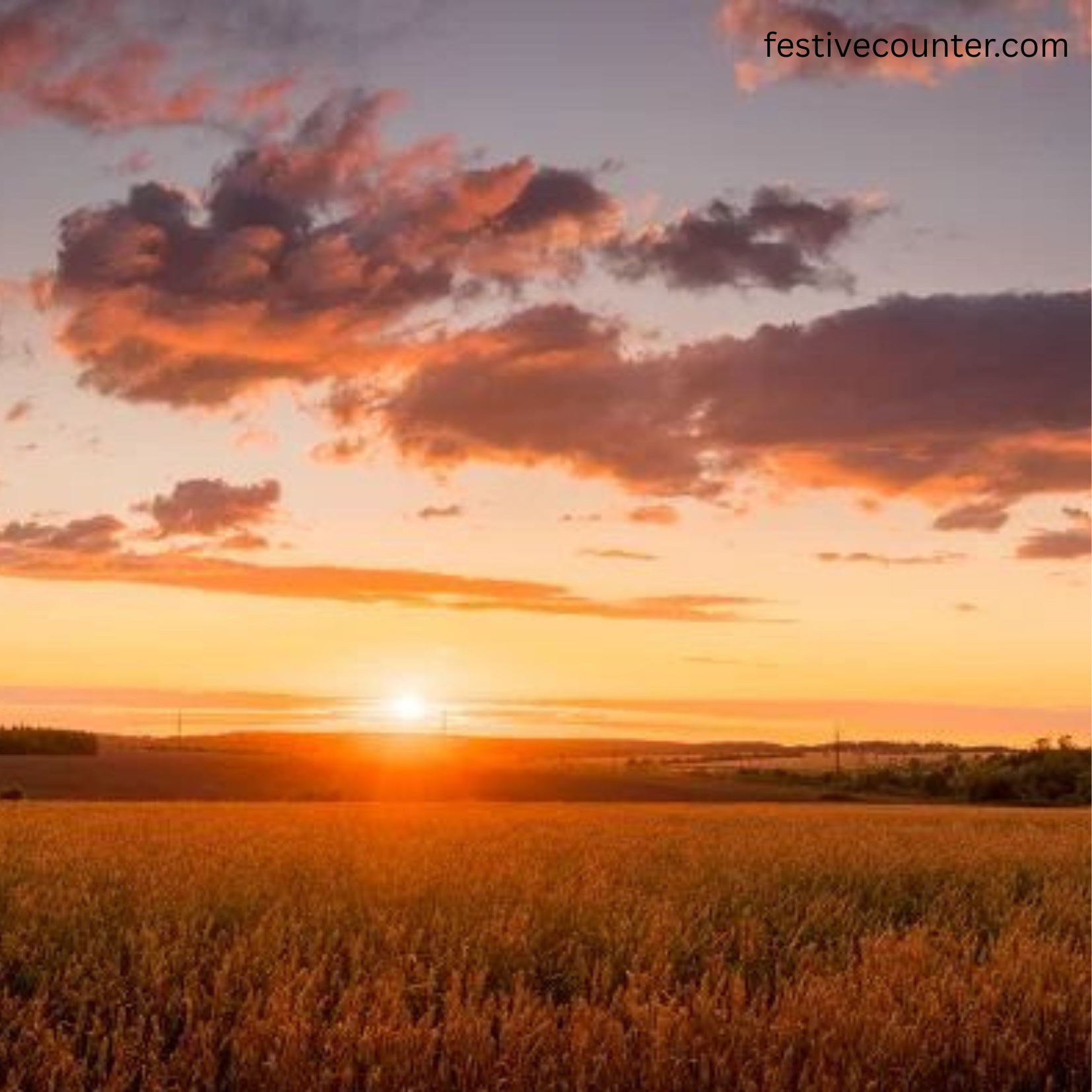 Baisakhi(Vaisakhi) Wheat field in full bloom symbolizing harvest season during Baisakhi (Vaisakhi)